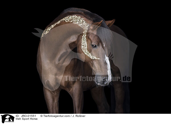 Irish Sport Horse / JRO-01551