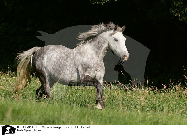 Irish Sport Horse / HL-03438
