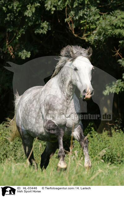 Irish Sport Horse / HL-03446
