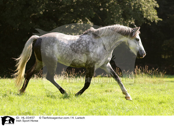 Irish Sport Horse / HL-03457