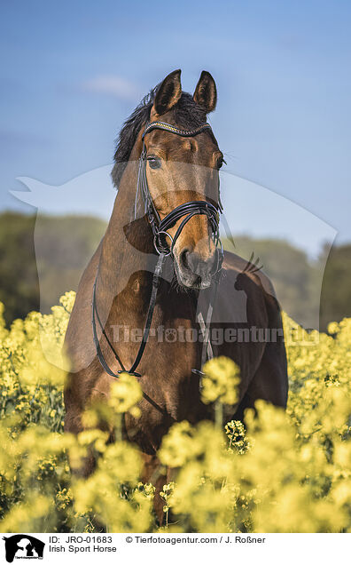 Irish Sport Horse / JRO-01683