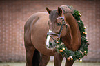 Irish Sport Horse Portrait