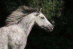 Irish Sport Horse