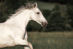 Irish Sport Horse