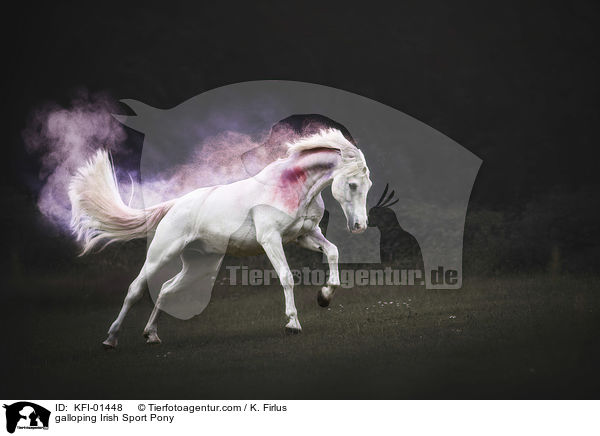 galloping Irish Sport Pony / KFI-01448