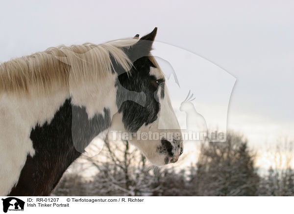 Irish Tinker Portrait / RR-01207