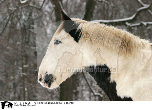 Irish Tinker Portrait / RR-01208