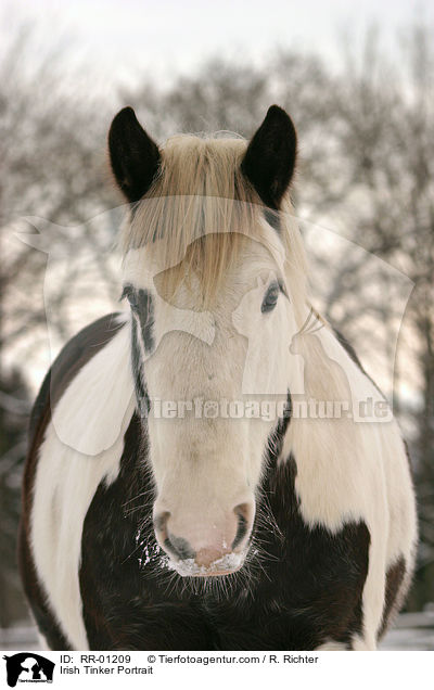 Irish Tinker Portrait / Irish Tinker Portrait / RR-01209
