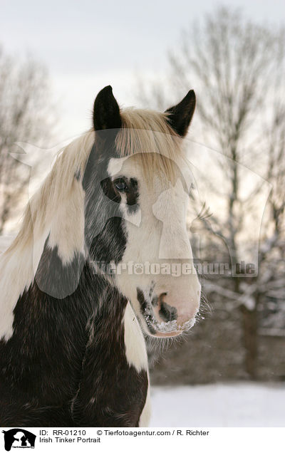 Irish Tinker Portrait / Irish Tinker Portrait / RR-01210