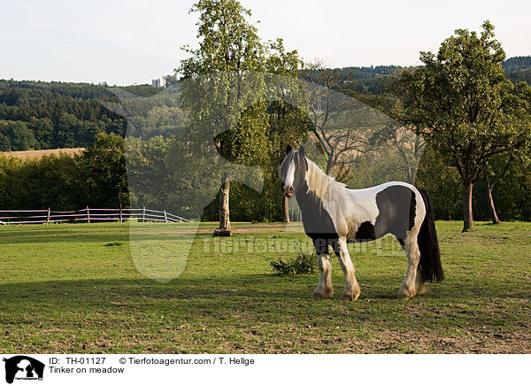 Tinker auf Weide / Tinker on meadow / TH-01127