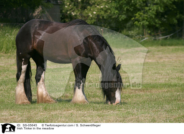 Irish Tinker auf der Weide / Irish Tinker in the meadow / SS-05645