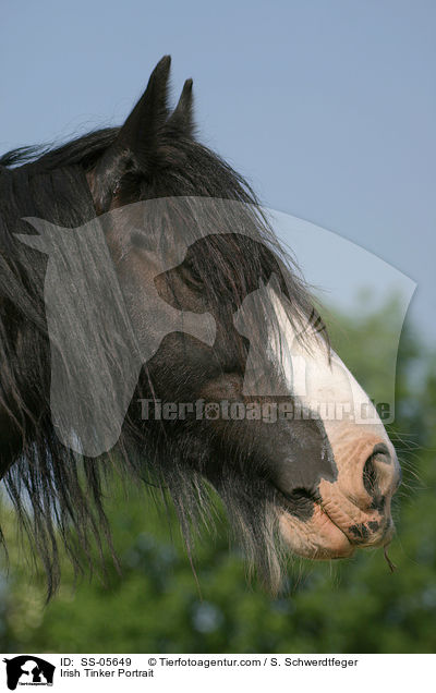 Irish Tinker Portrait / SS-05649