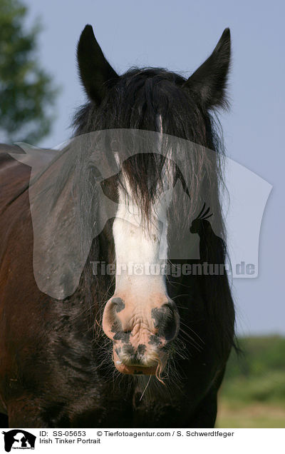 Irish Tinker Portrait / SS-05653