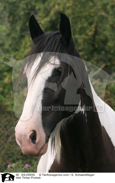 Irish Tinker Portrait / SS-05659