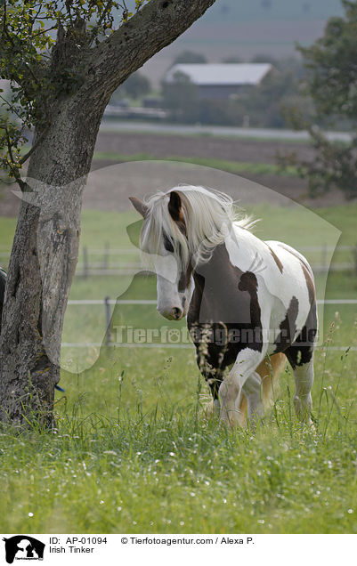 Irish Tinker / Irish Tinker / AP-01094