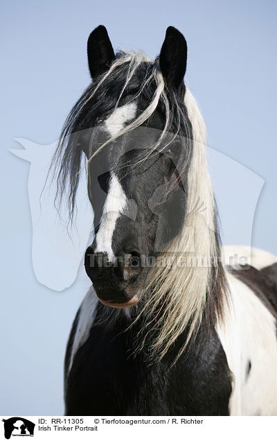 Irish Tinker Portrait / Irish Tinker Portrait / RR-11305