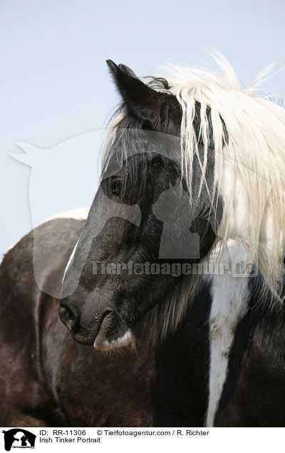 Irish Tinker Portrait / Irish Tinker Portrait / RR-11306