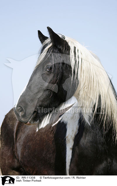 Irish Tinker Portrait / Irish Tinker Portrait / RR-11308