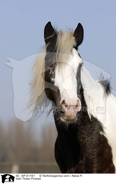 Irish Tinker Portrait / Irish Tinker Portrait / AP-01161