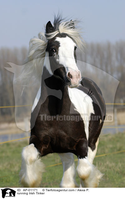 running Irish Tinker / AP-01171