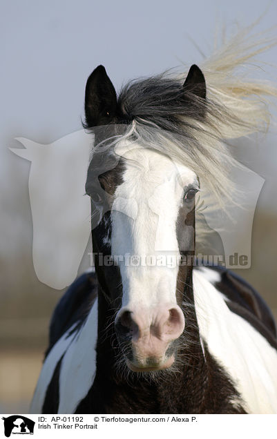 Irish Tinker Portrait / AP-01192