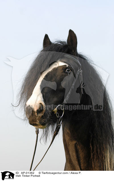 Irish Tinker Portrait / Irish Tinker Portrait / AP-01362