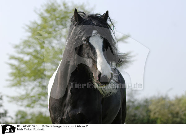 Irish Tinker Portrait / Irish Tinker Portrait / AP-01395