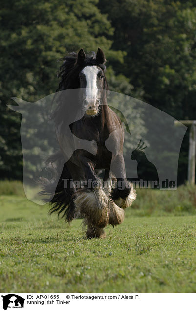 rennender Irish Tinker / running Irish Tinker / AP-01655