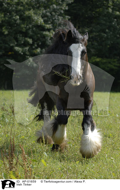Irish Tinker / Irish Tinker / AP-01659