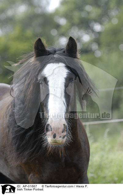Irish Tinker Portrait / Irish Tinker Portrait / AP-01667