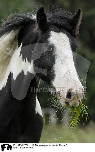 Irish Tinker Portrait / Irish Tinker Portrait / AP-01788