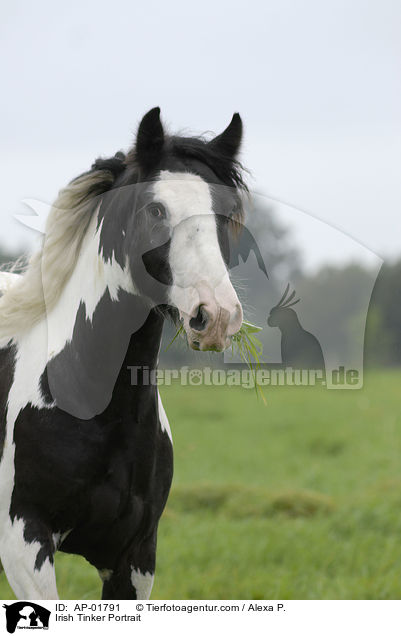 Irish Tinker Portrait / AP-01791