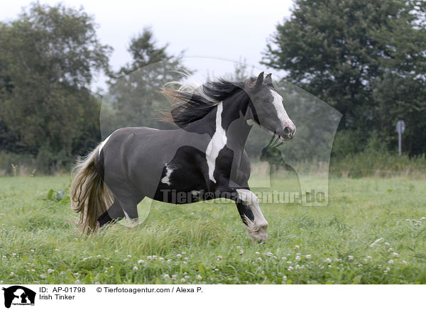 Irish Tinker / Irish Tinker / AP-01798