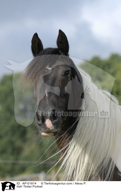 Irish Tinker Portrait / Irish Tinker Portrait / AP-01814