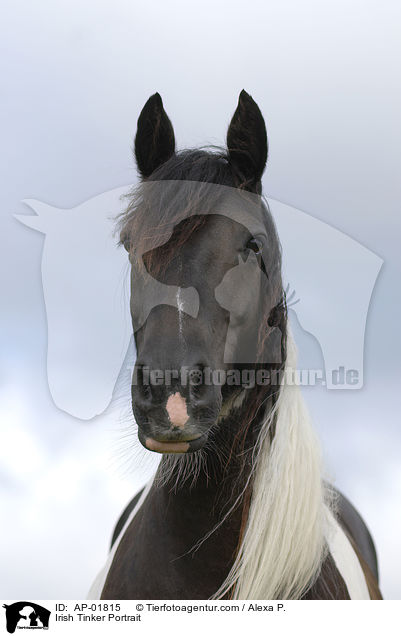 Irish Tinker Portrait / Irish Tinker Portrait / AP-01815