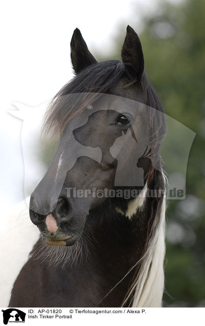 Irish Tinker Portrait / Irish Tinker Portrait / AP-01820