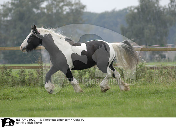 rennender Irish Tinker / running Irish Tinker / AP-01929