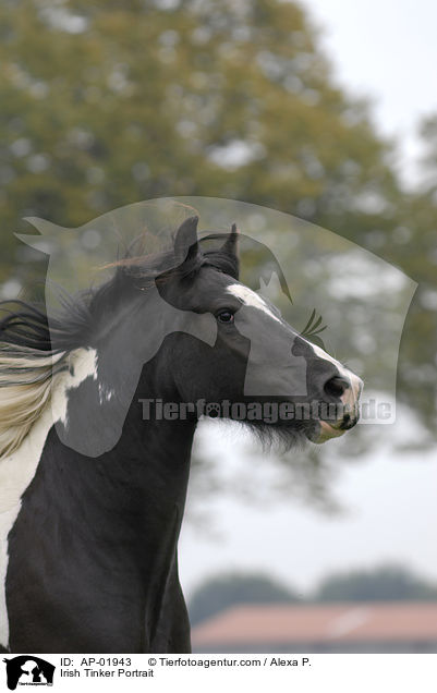 Irish Tinker Portrait / AP-01943