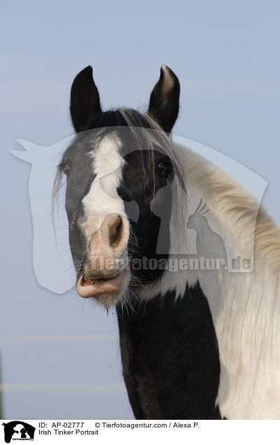 Irish Tinker Portrait / Irish Tinker Portrait / AP-02777
