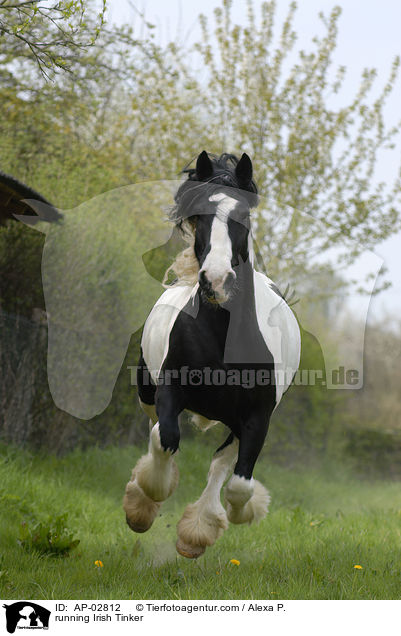 rennender Irish Tinker / running Irish Tinker / AP-02812