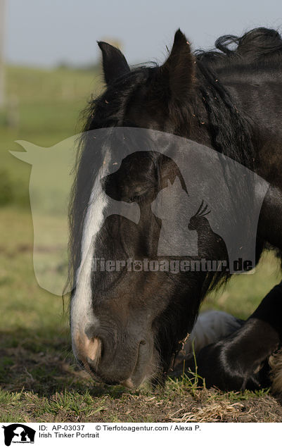 Irish Tinker Portrait / Irish Tinker Portrait / AP-03037