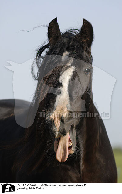 yawning Irish Tinker / AP-03046