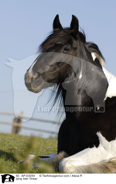 liegender Irish Tinker / lying Irish Tinker / AP-03054