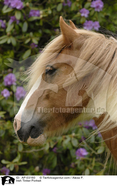 Irish Tinker Portrait / Irish Tinker Portrait / AP-03160
