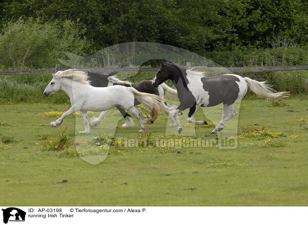 running Irish Tinker / AP-03198