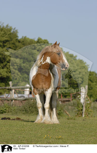 Irish Tinker / AP-03206