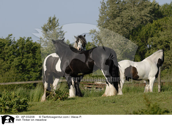 Irish Tinker on meadow / AP-03208