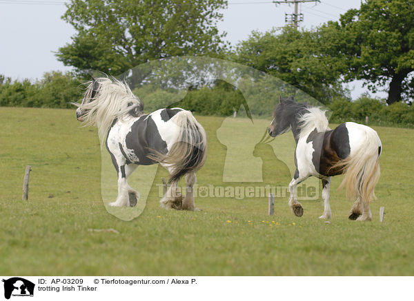 trotting Irish Tinker / AP-03209