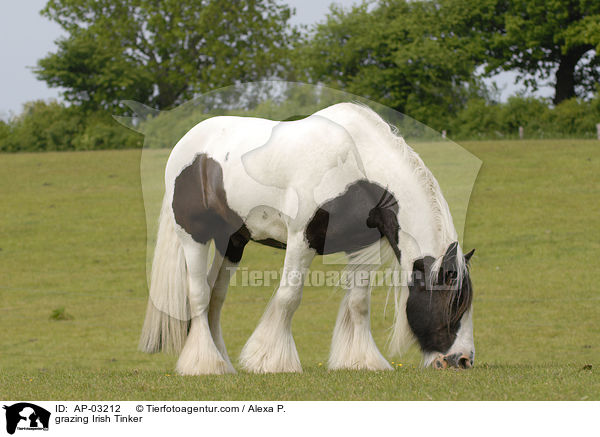 grasender Irish Tinker / grazing Irish Tinker / AP-03212