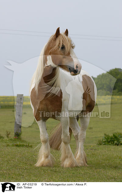 Irish Tinker / Irish Tinker / AP-03219